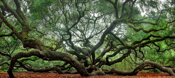  | Charleston | South Carolina