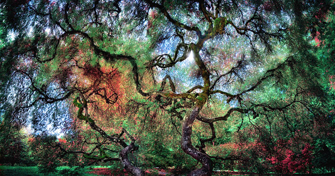 Hoyt Arboretum | Portland | Oregon