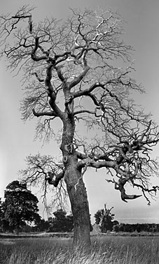 Great Windsor Park | Windsor | Surrey