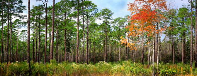 Cary State Forest | Bryceville | Florida