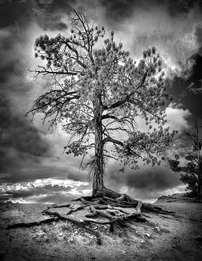 Bryce Canyon |  | Utah