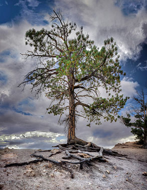 Bryce Canyon |  | Utah