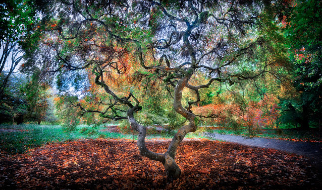 Hoyt Arboretum | Portland | Oregon