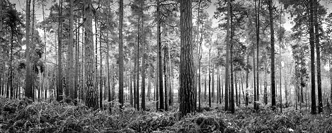 Ockham Forest | Ockham | Surrey
