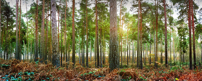 Ockham Forest | Ockham | Surrey
