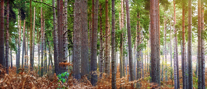  | Ockham | Surrey